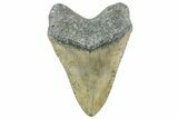 Fossil Megalodon Tooth - North Carolina #365010-2